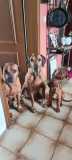 IMG-20210408-WA0003
