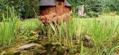 IMG-20210815-WA0003