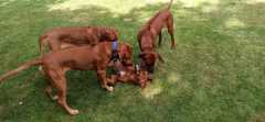 IMG-20210815-WA0006