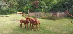 IMG-20210815-WA0012