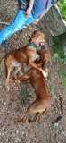 IMG-20210815-WA0014