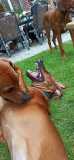 IMG-20210815-WA0016