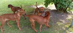 IMG-20210815-WA0018