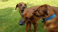 IMG-20210816-WA0007