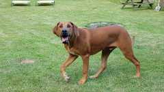 IMG-20210816-WA0009