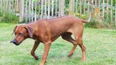 IMG-20210816-WA0010
