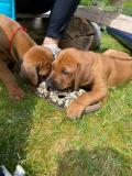 IMG-20220514-WA0041