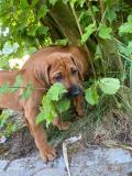 IMG-20220518-WA0006