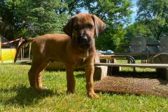 IMG-20220518-WA0010