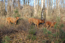 Amber, Harun, Bakari 11-16 (3)