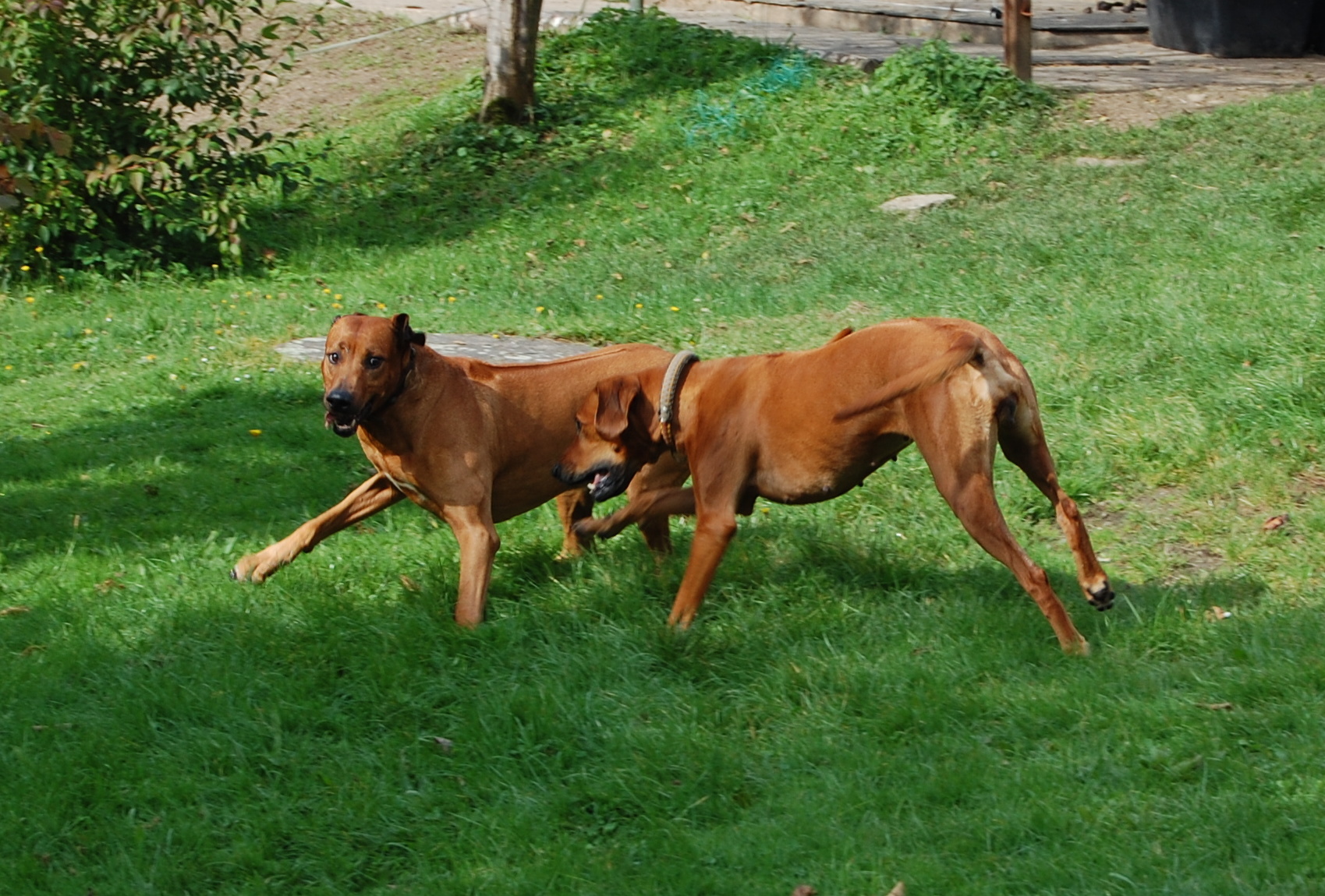 Dodger und Amber