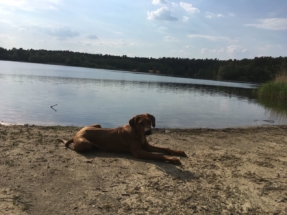 IMG-20180529-WA0006