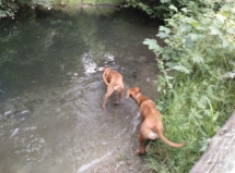 IMG-20180617-WA0009