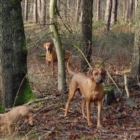 dsc_b0578_lbb