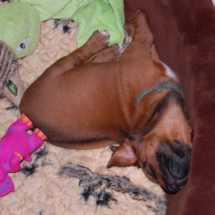 DSC_0935 DSC_0935