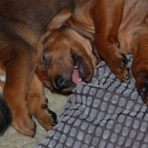 DSC_0952 DSC_0952