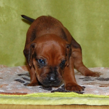 blau, 3 Wo. blau, 3 Wo.