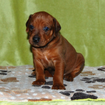 braun, 3 Wo. braun, 3 Wo.