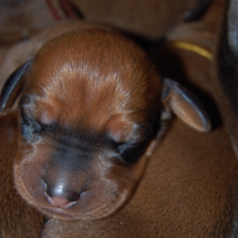 braun, 3. Tag braun, 3. Tag