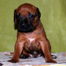 rot, 3 Wo. rot, 3 Wo.