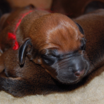 rot, 3. Tag rot, 3. Tag