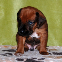 weiß, 3 Wo. weiß, 3 Wo.